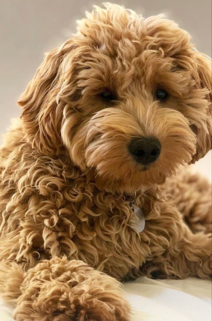 a small brown dog laying on top of a white floor next to a wall and looking at the camera