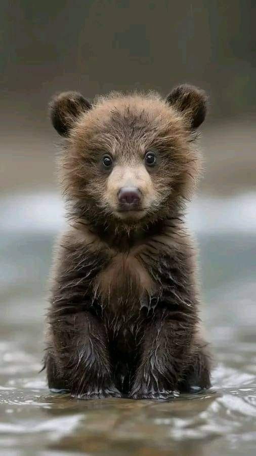 a brown bear cub sitting in the water looking at the camera with an intense look on his face