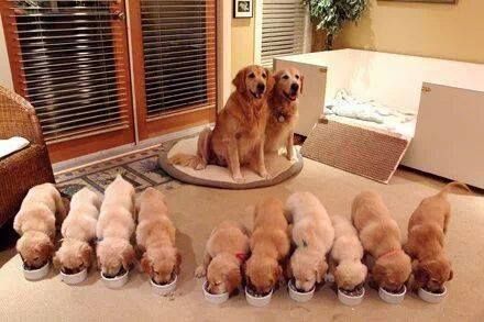 a group of puppies sitting on top of a table