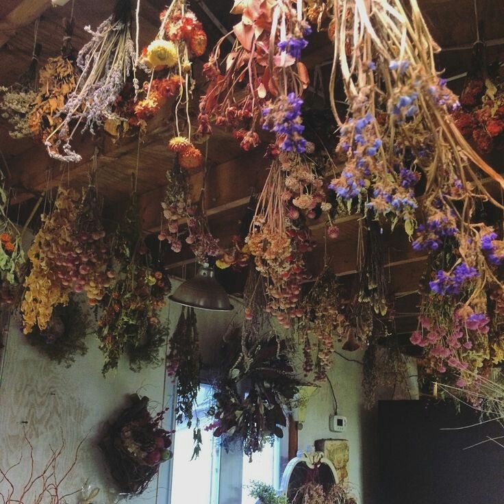 hanging plants and flowers in an old building