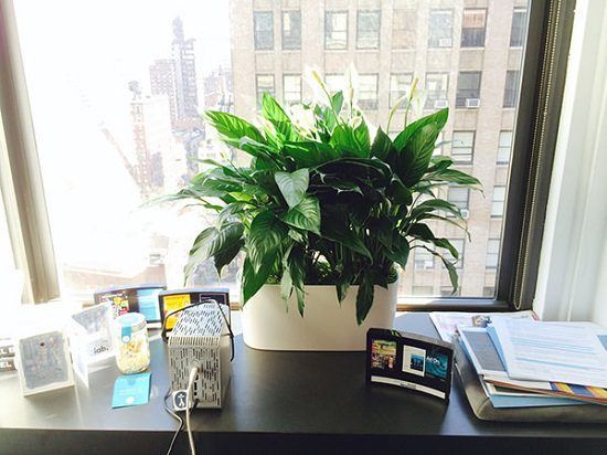 a potted plant sitting on top of a desk next to a window