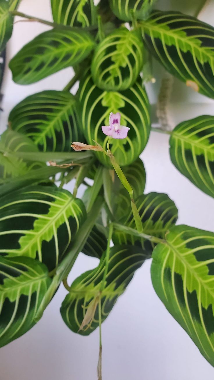 Prayer Plant - large, oval, light and dark green leaves  cream colored veins, very small lavender flower Prayer Plant, Plant Guide, Plant Identification, House Plants Indoor, A Prayer, Be My Valentine, How To Grow, Plant Care, House Plants