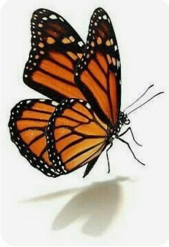 two orange butterflies flying side by side on a white background with the shadow of one butterfly