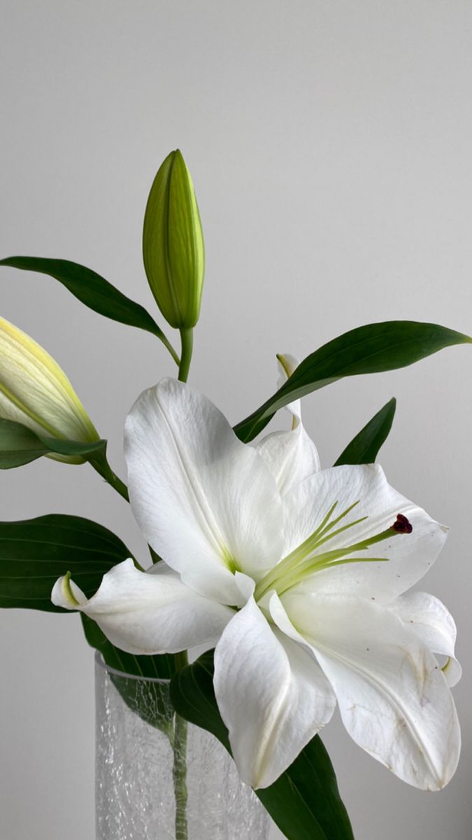 a white flower in a glass vase with water and green leaves on the side, against a gray background