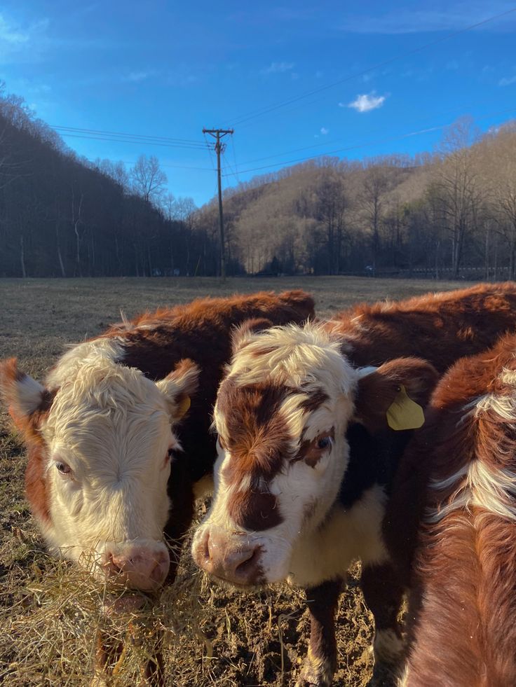 two brown and white cows standing next to each other