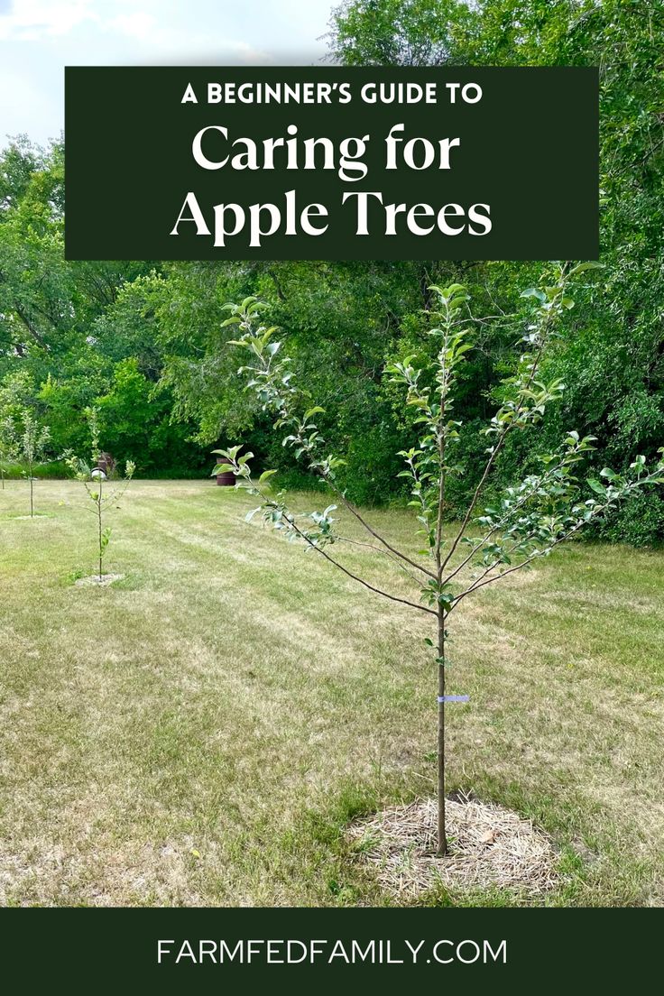 an apple tree in the middle of a field with text overlay that reads, a beginner's guide to caring for apple trees