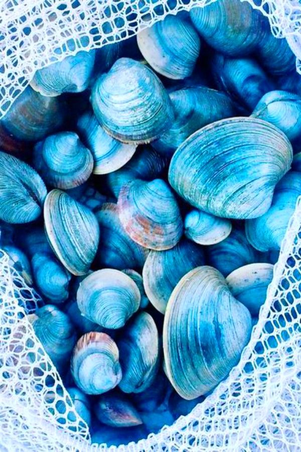 there is a bag full of clams in the ocean blue water and it looks like they have been washed into the sea