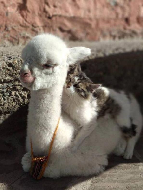 a cat sitting on top of a llama in the dirt next to a rock