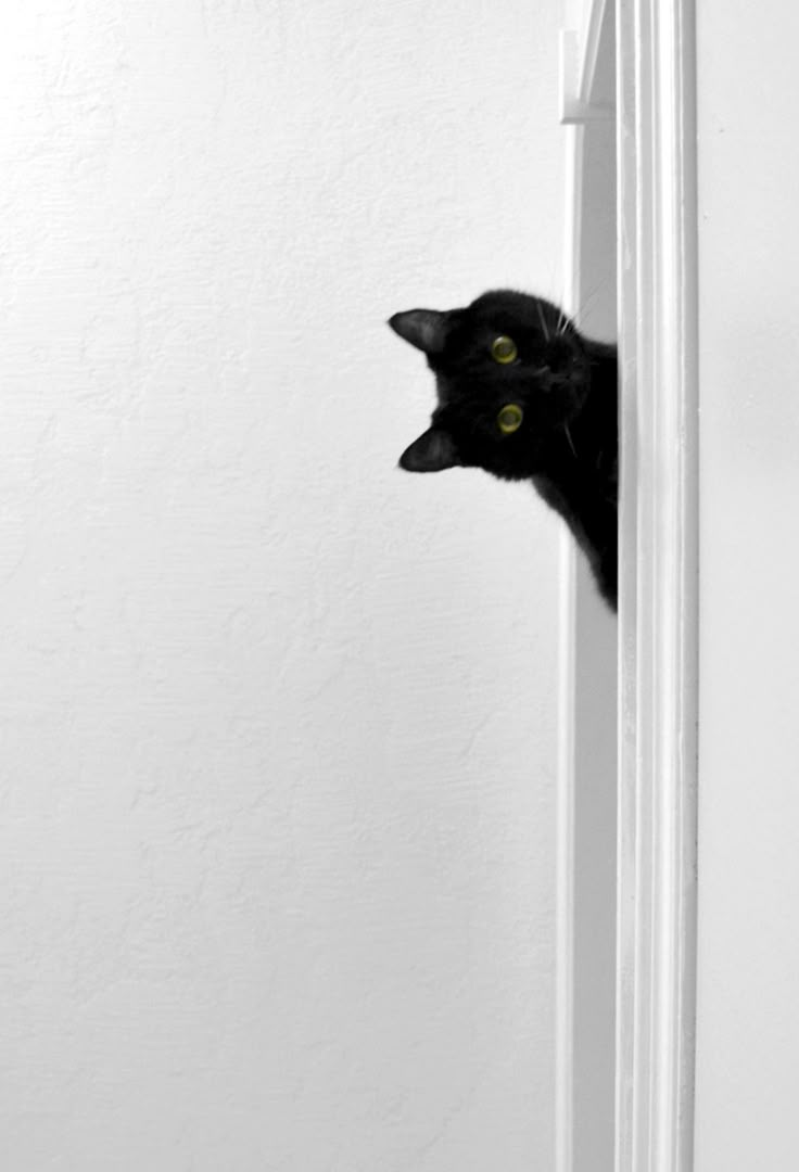 a black cat peeks out from behind a white door with its head sticking out