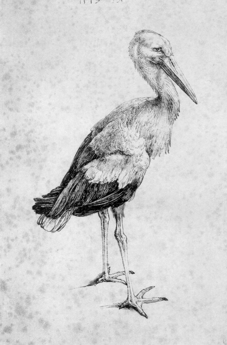 a black and white drawing of a stork standing on one leg with its beak open