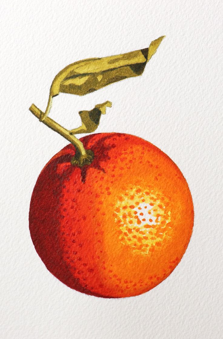 an orange painted with watercolors on white paper