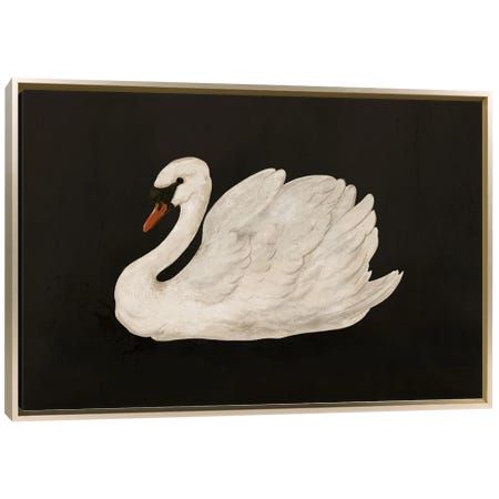 a white swan floating in the water on a black background