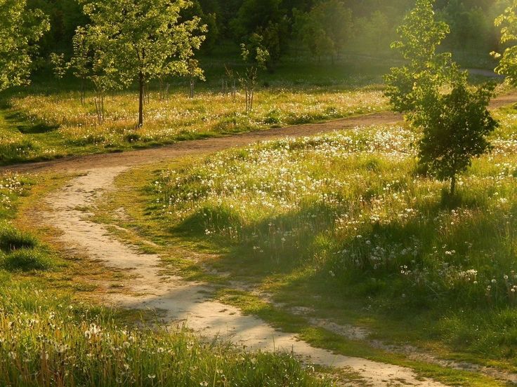 the sun shines through the trees and grass near a dirt path in a field