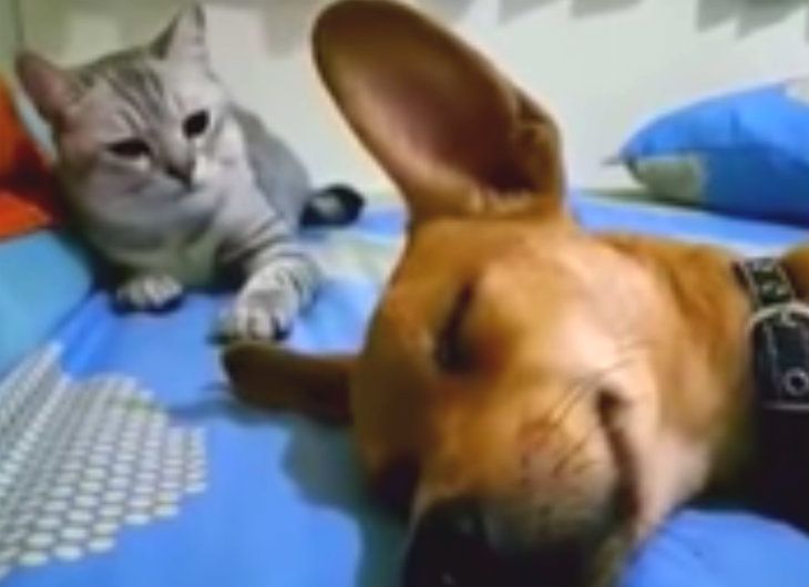 a dog and cat laying on top of a bed