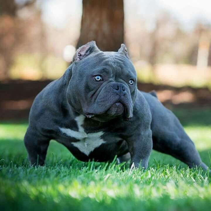 a black and white dog laying in the grass