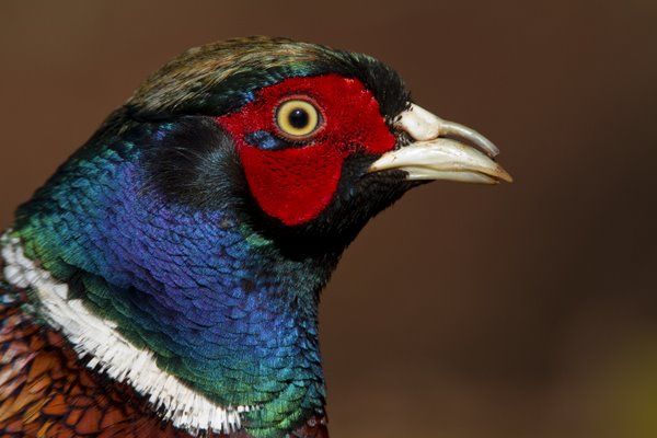 a colorful bird with red, white and blue feathers is standing in front of a brown background