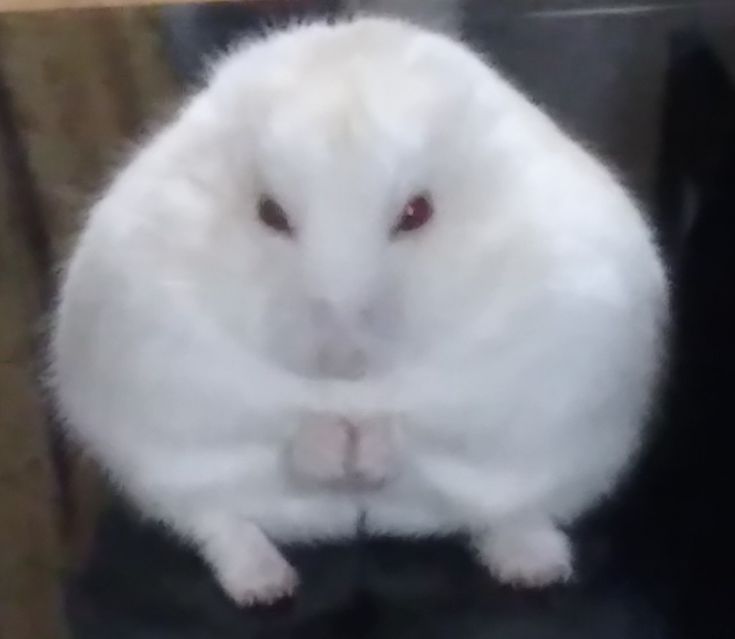 a white rabbit sitting on top of a black chair