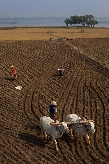 two men are plowing the field with oxen