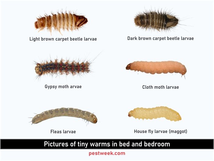 the different types of bugs and caterpillars