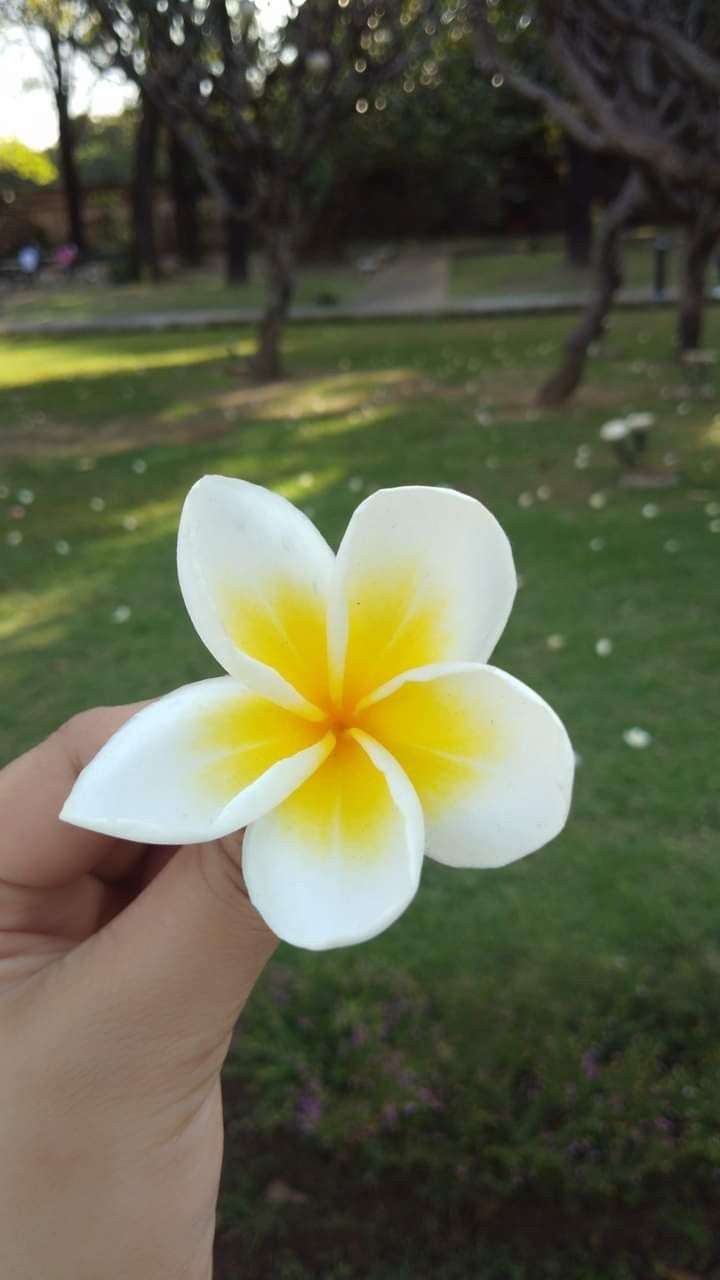 a person holding up a small white and yellow flower in front of some green grass