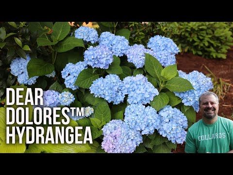 a man sitting in front of a blue hydrant with the words dear dolorest, hydrangea