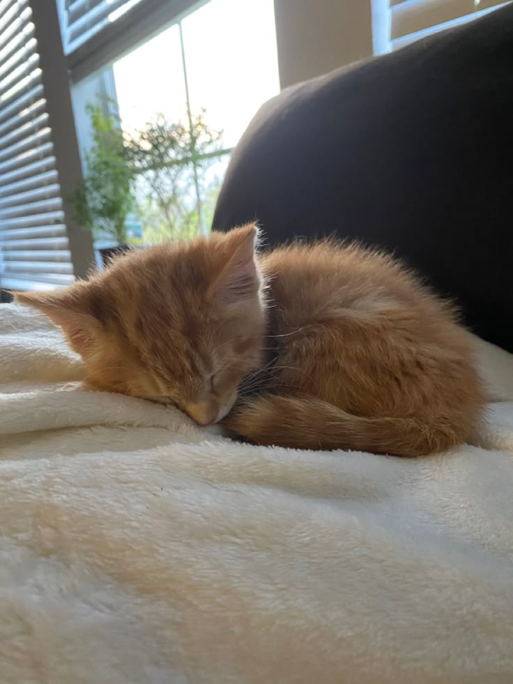 an orange cat sleeping on top of a white blanket next to a black chair and window