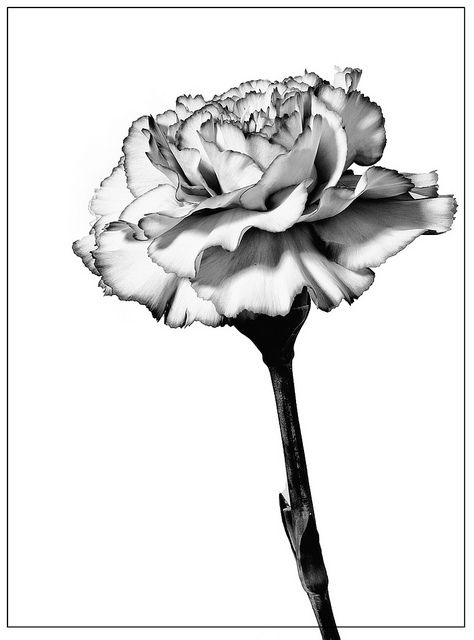 a black and white photo of a flower