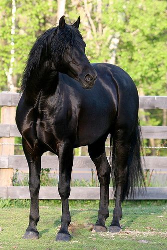 a black horse standing on top of a lush green field next to a wooden fence