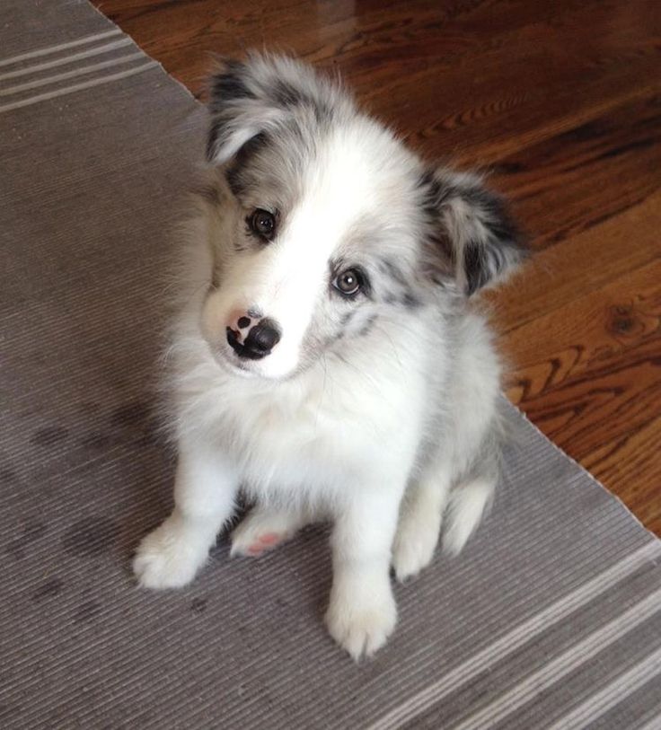 a white and gray dog sitting on top of a rug next to a wooden floor