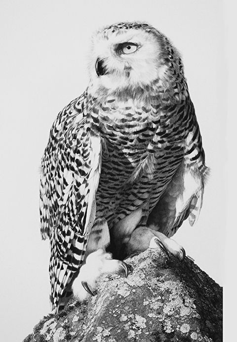 an owl sitting on top of a rock