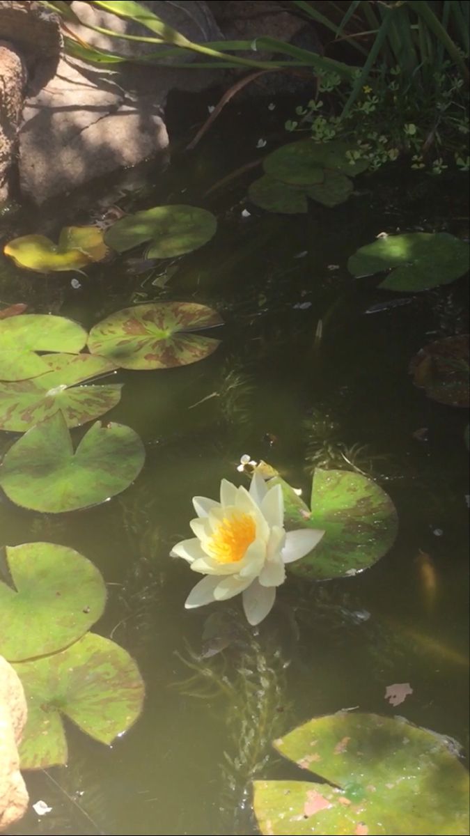 a white water lily floating on top of a pond