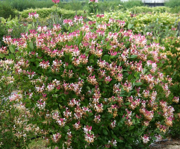 pink flowers are blooming in the middle of a green bush with white and red blooms