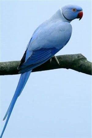 a blue bird sitting on top of a tree branch with sky in the back ground