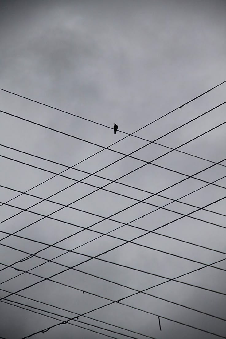 a bird sitting on top of power lines under a cloudy sky with birds perched on the wires