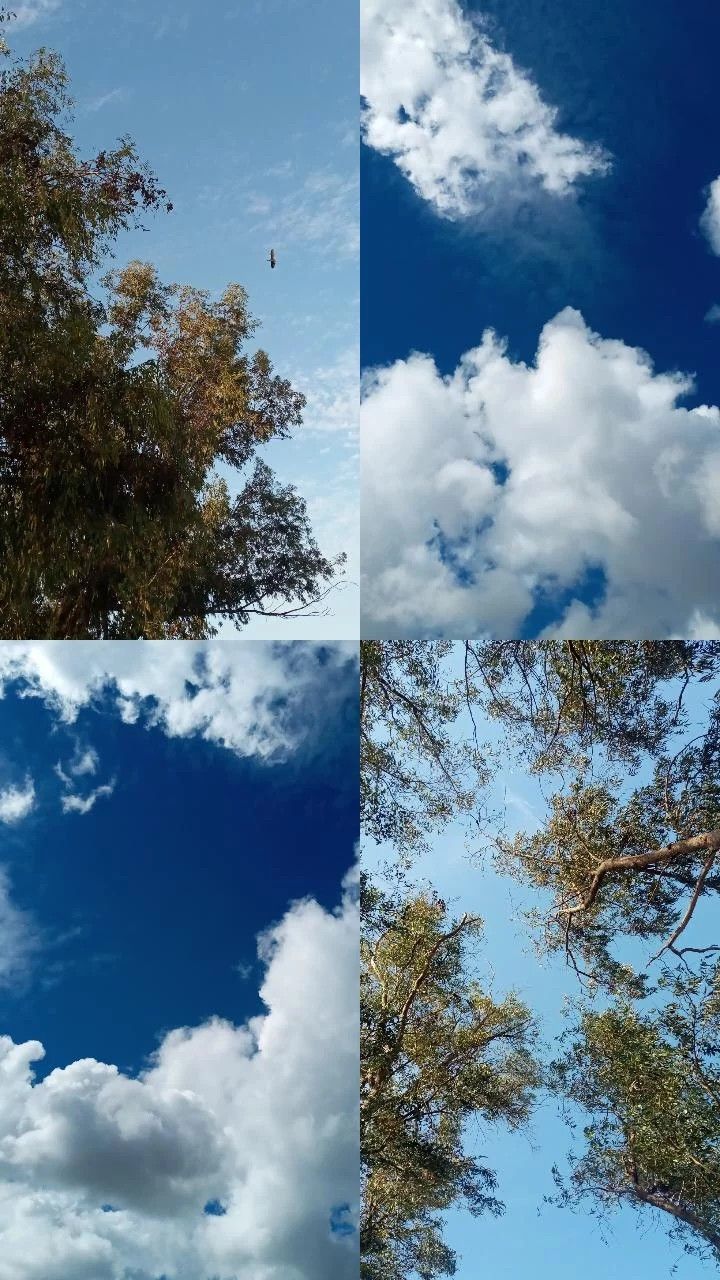 four different shots of trees and clouds in the sky