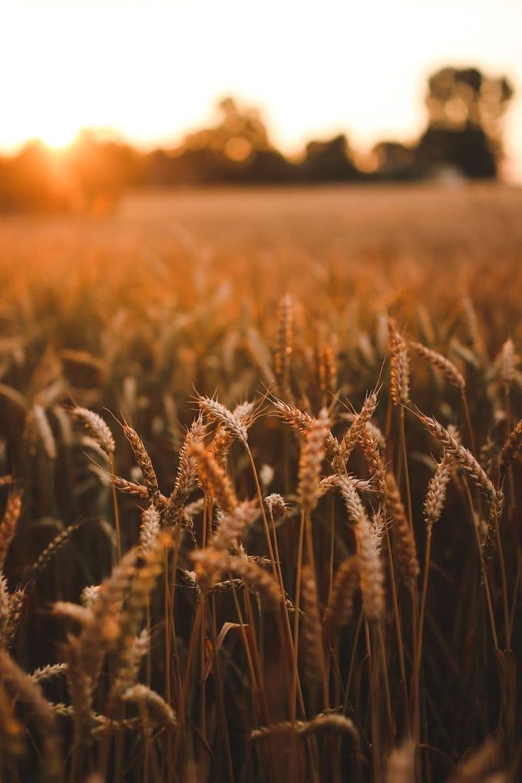 the sun is setting over a wheat field