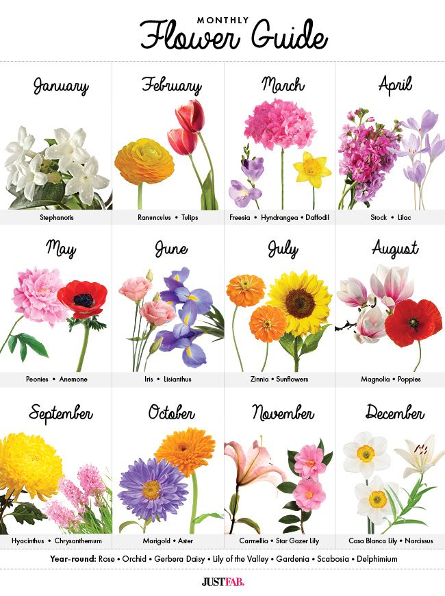 an image of flowers that are in different colors and sizes with the words flower guide on it