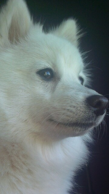 a white dog with blue eyes looking off into the distance