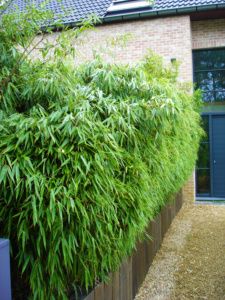 the house is made out of bricks and has green plants growing on it's side