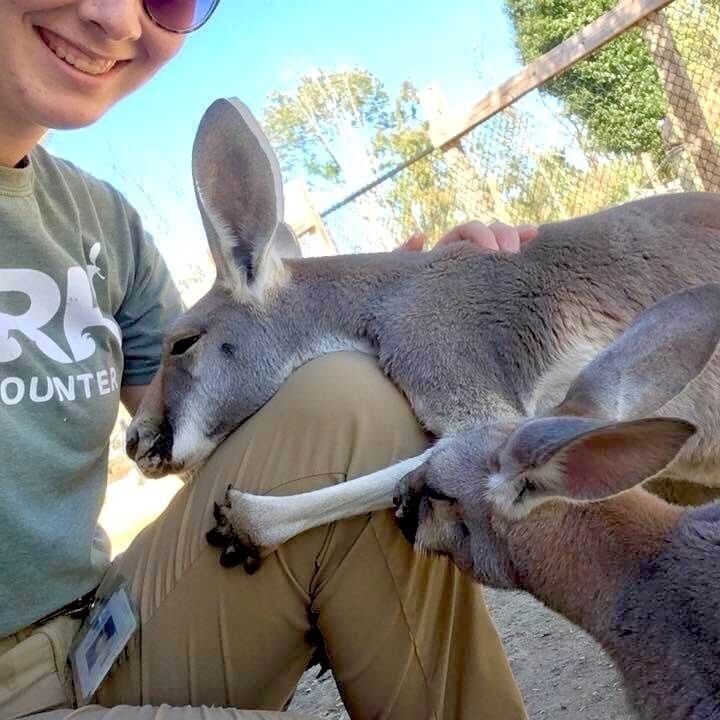 a woman is petting a kangaroo with her hand on it's hip and another kangaroo standing next to her