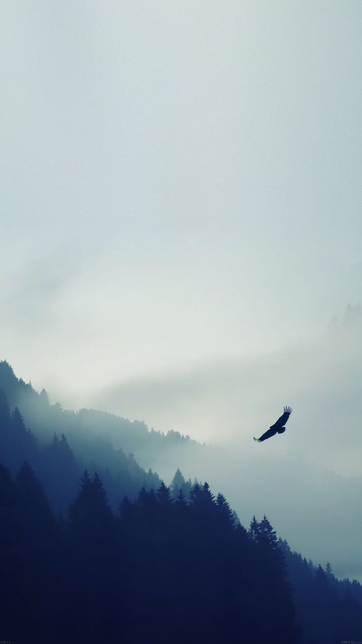 a bird flying in the sky over some trees