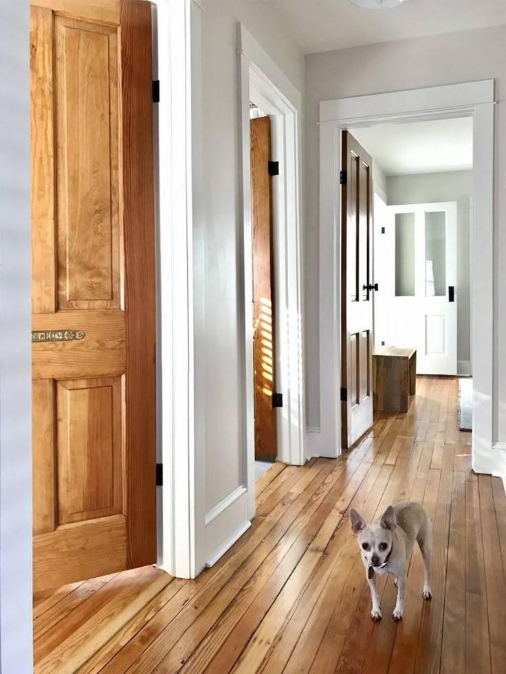 a small dog standing in the middle of a room with hardwood floors and white walls