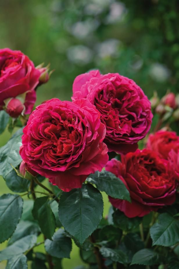 red roses are blooming in the garden