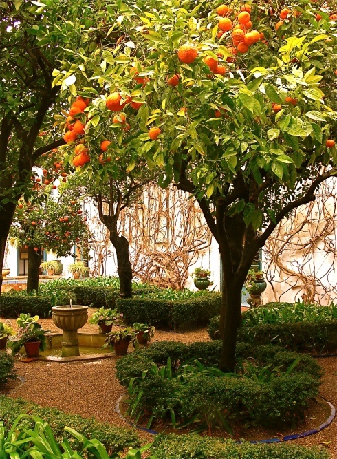 an orange tree with fruit growing on it's branches in the middle of a garden