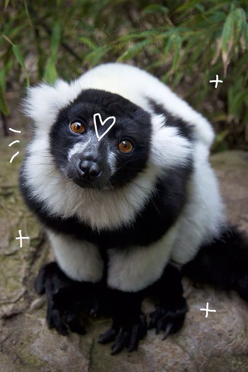 a black and white monkey sitting on top of a rock with the word love drawn on it's forehead