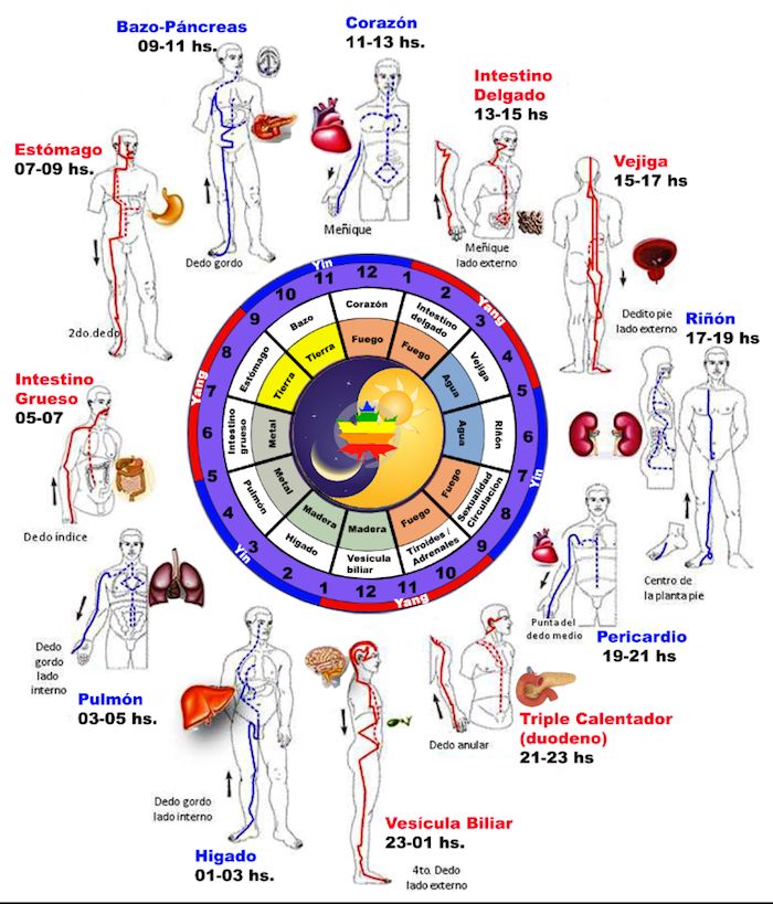 MTC – Back Shu Puntos de Acupuntura – – Esencial Natura – Iridology Chart, Traditional Chinese Medicine Acupuncture, Meridian Acupuncture, Tcm Traditional Chinese Medicine, Complementary Medicine, Trigger Point Therapy, Nursing Books, Chi Kung, Tai Chi Chuan