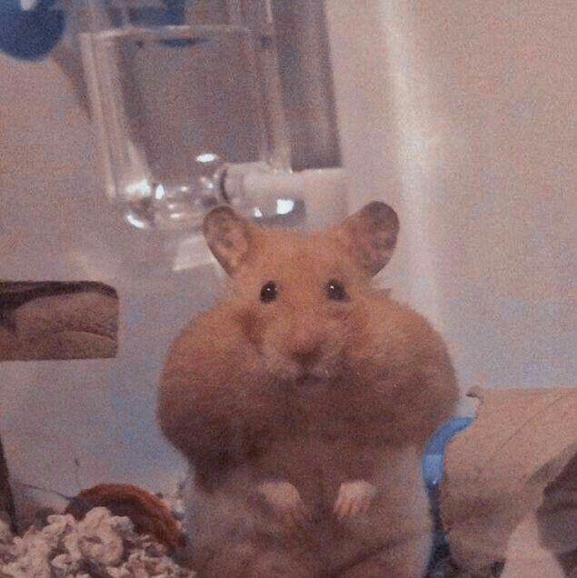 a brown hamster standing on its hind legs