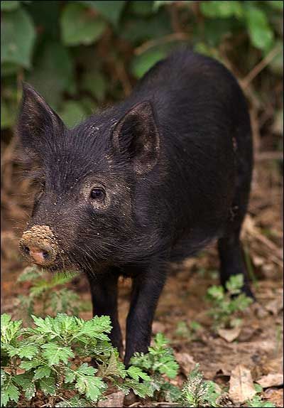 a small black pig standing on top of a leaf covered ground next to green plants