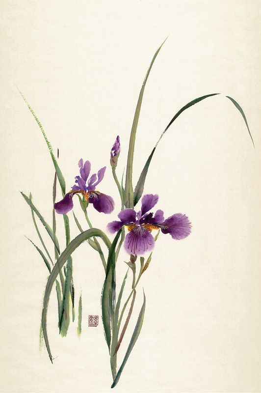 Chinese Flower Painting, Chinese Watercolor Painting, Chinese Painting Flowers, Iris Painting, Korean Painting, Sumi E Painting, Chinese Art Painting, Chinese Brush Painting, Asian Painting