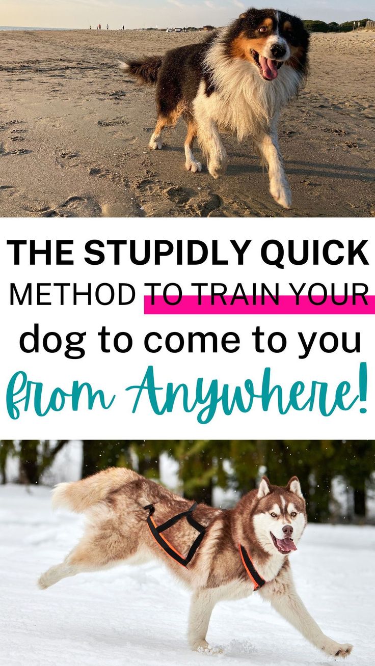 two dogs running in the snow with caption that reads, the stupidly quick method to train your dog to come to you from anywhere